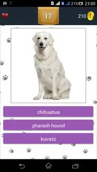 Dog Breeds Quiz Screen Shot 5