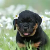 Rottweilers Puzzles Screen Shot 3