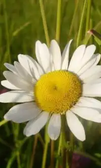Camomile Jigsaw Puzzles Screen Shot 2
