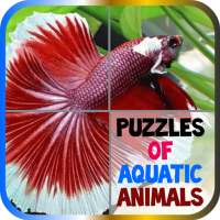 Puzzles of Aquatic Animals