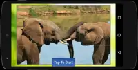 Animal Puzzle Screen Shot 1