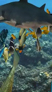 Happy Fish 3D Screen Shot 5