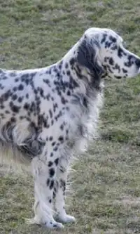 English Setter Dogs Puzzles Screen Shot 0