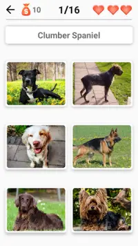 Hunderassen - Foto-Quiz über alle Hunde der Welt Screen Shot 2