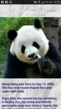 Panda - Memory Game Screen Shot 2