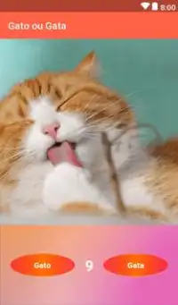 Gato ou Gata Screen Shot 3