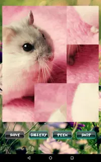 Câu đố thú cưng chuột lang Screen Shot 5