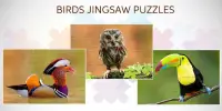 Amazing Birds - Jigsaw Puzzles Screen Shot 3