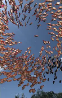 魚群 Screen Shot 10