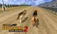 野生のグレイハウンド犬のレース 2 Screen Shot 4