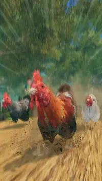 야생 수탉 동물 달리다 레이스 닭 농장 경마 Screen Shot 0