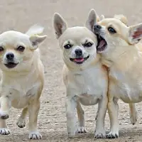 Chihuahuas কুকুর পাজল গেম Screen Shot 6