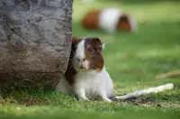 Hamster Puzzle - Einfach schön Screen Shot 17