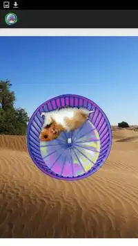 Hamster no deserto Screen Shot 2