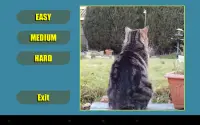 Cat Shuffle Screen Shot 9