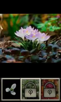 Flowers Memory HD Screen Shot 4
