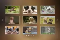 Puppies Jigsaw Puzzles Free Pet Games for Kids Screen Shot 11