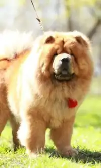 Chow Chow Dogs Jigsaw Puzzles Screen Shot 2