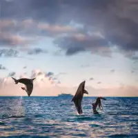 Blue Dolphin Quebra-cabeça Screen Shot 3
