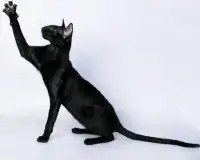 Ориентальная кошка Игра Пазл Screen Shot 4