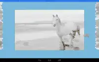 Horses Puzzle Screen Shot 9