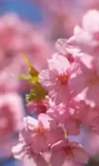 Японская вишня Цветы Игра Пазл Screen Shot 2