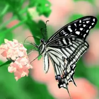 Butterflies Jigsaw Puzzles Screen Shot 4