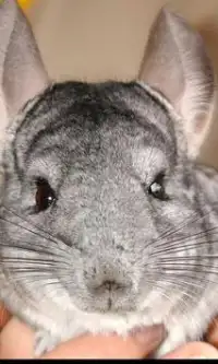 Chinchilla Jigsaw Puzzles Screen Shot 0