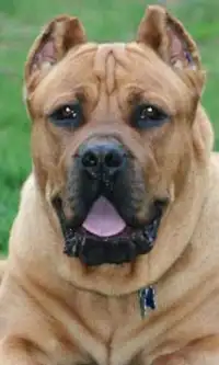 Cane Corso Jigsaw Puzzle Screen Shot 0