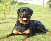 Rottweiler Dogs Jigsaw Puzzles Screen Shot 3