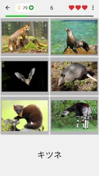 動物クイズゲーム：哺乳類、鳥、爬虫類、魚、恐竜を学びましょう Screen Shot 1