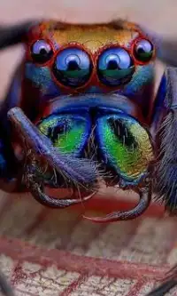 मकड़ी जंगली जानवरों आरा पहेलियाँ Screen Shot 0