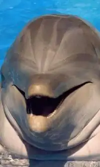 Golfinhos quebra-cabeças Screen Shot 0