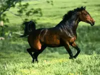 Thoroughbred Horse Puzzles Screen Shot 4