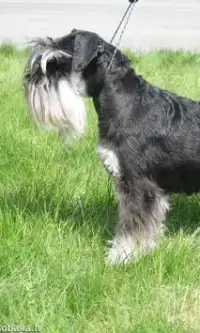 Schnauzer कुत्तों पहेली Screen Shot 1