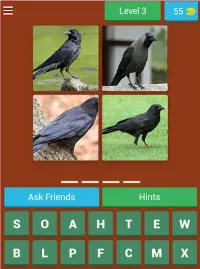 Birds Quiz Screen Shot 9