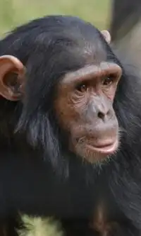 चिंपांज़ी आरा पहेलियाँ Screen Shot 1