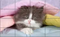Tile Puzzle Cats Screen Shot 3