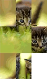 kitties Puzzle Screen Shot 3