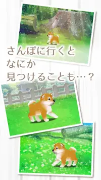 癒しの子犬育成ゲーム〜柴犬編〜 Screen Shot 3