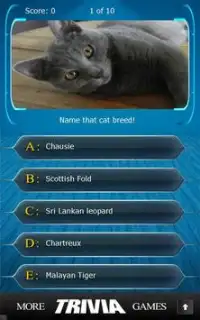 Name that Cat Breed Trivia Screen Shot 4