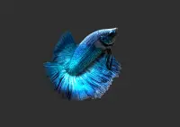 Betta Fish 3D Lite Screen Shot 13