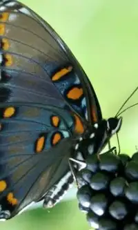 Butterfly Jigsaw Puzzles Game Screen Shot 2