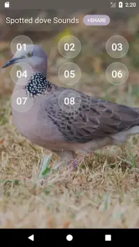 Spotted dove sounds Screen Shot 1