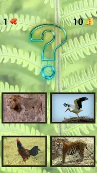 ZOO sounds quiz Screen Shot 3