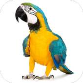 Mod Parrots for MCPE