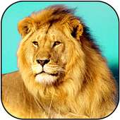 Jungle King: Real Lion Sim
