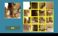 Cat Shuffle Screen Shot 5