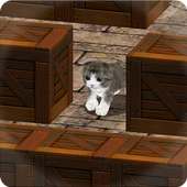 Cu Cat Slide The Walls 3D Free
