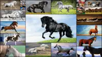 Puzzlespiel mit Pferde Kinder Screen Shot 0